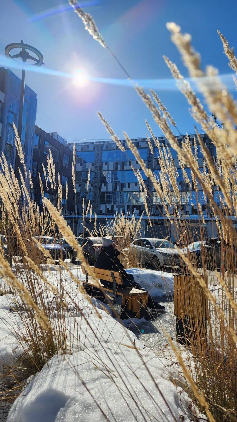 Озеленение загородного участка